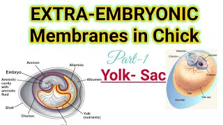 Part1Extra Embryonic Membranes in ChickYolkSacMSc BSc CSIRNET Zoology Lifesciences [upl. by Ylelhsa]