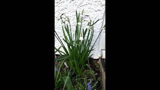 Giant Gravetye Snowflake Leucojum Aestivum [upl. by Cyrie]