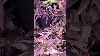 TRADESCANTIA inspiration garden motivation parati plants lifestyle fyp love nature ￼ [upl. by Sylvanus]