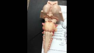 Cranial nerves on brainstem [upl. by Dlaregztif415]