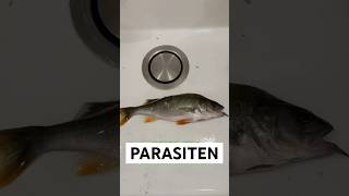 WÜRMER im Barschfilet  Das erste Mal Nematoden gefunden angeln fishing barsch parasiten [upl. by Rozanne]