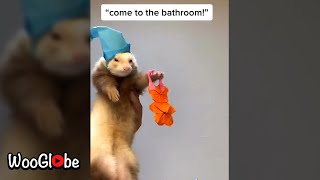 Cute Ferret Dancing TIKTOK  WooGlobe Funnies [upl. by Rafferty]