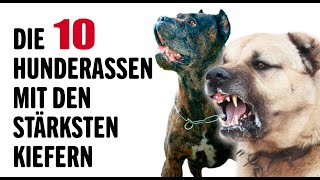 Die 10 Stärksten Hunderassen der Welt  Tierwelt [upl. by Bickart]