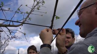 La tecnica della Legatura negli Alberi da Frutto [upl. by Ronym]