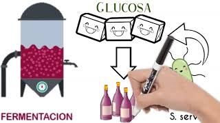 ¿Qué es la fermentación  ¿Cómo se elabora el Vino [upl. by Gader654]