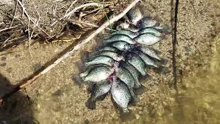 Lake Isabella crappier fishing [upl. by Isla]