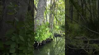 Paddling Along the Outlet of Chautauqua Lake Today Jamestown NY  Sept 2 2024 716 jtny wny chq [upl. by Latoyia]