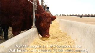 Exploring American beef feedlots [upl. by Attenrad]