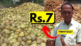 Coconut wholesale market in Tamilnadu  Coconut business in tamil coconut one 100 projects [upl. by Jodi494]