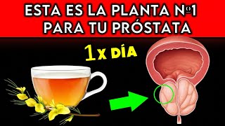 PLANTA 1 que MEJORA la PRÓSTATA COMO TOMARLA [upl. by Tillie482]