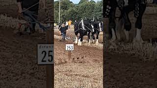 Traditional Horse Ploughing at the 73rd British National Ploughing Championships 13th October 2024 [upl. by Ecikram78]