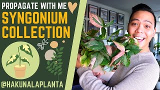 Propagating My Syngoniums 🤩  Aurea Albo Mojito Pink Splash Wendlandii  PROPAGATE WITH ME 💚 [upl. by Fisk]