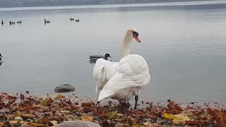 🦢besorgt über Konkurenz im Nachbarterritorium🦢worried about competition in neighboring territory [upl. by Assilev]