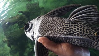 Catching Leopard Skin Catfish and SNAKES [upl. by Velasco261]