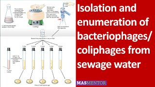 Isolation and enumeration of bacteriophagescoliphages from sewage water Urdu [upl. by Geilich]