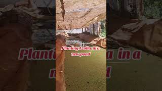 Planting azolla [upl. by Sihunn]