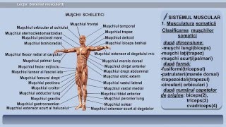 Lecția 20 Sistemul muscular I [upl. by Colan145]