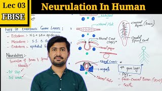 Neurulation in Human Embryos Essential Insights for Class 12 Biology [upl. by Aleksandr]