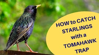 How to Catch Starlings with a Tomahawk Trap 2019 [upl. by Oyam415]