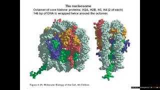 Introduction to chromatin structure [upl. by Znerol]