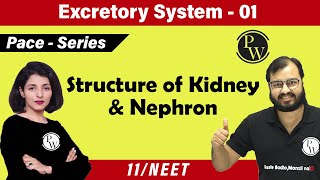 Excretory System 01  Chapter 19  Structure of Kidney and Nephron  Class 11  NEET  Pace Series [upl. by Aennyl822]