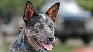 How to teach dogs to get in the Truck Boat and ATV [upl. by Lynsey401]