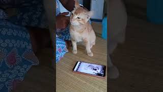 yah duniya hai meri Dost cat funny kolkata india shorts youtube shortvideo [upl. by Nisaj]