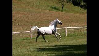 Conversano Barbana  Lipizzan Gelding 2019 [upl. by Anehta]