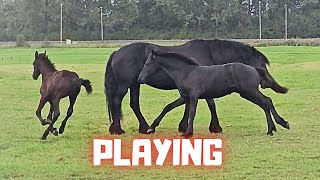 The foals are playing  Making something  Milk  Friesian Horses [upl. by Monroy]