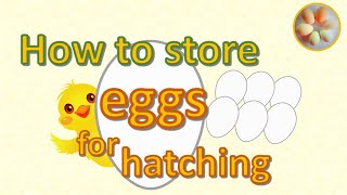 How to store fertile eggs for hatching [upl. by Thagard427]