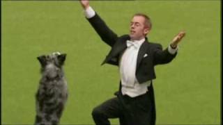 Clips from Pogos HTM Crufts routine 2010 [upl. by Letha]