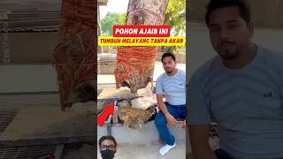 Apakah pohon ini tumbuh tanpa akar shorts youtubeshorts edukasi faktaunik pohon [upl. by Yrdua]