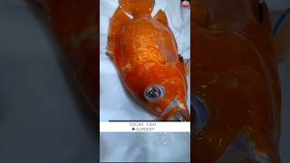 Oscar fish surgery shorts viral Oscar treatment oscarfish oscar youtubeshorts [upl. by Namlaz]