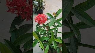 Ixora plant flowering 💐 beautiful flowers 💐 shorts gardenning viral [upl. by Enitsed393]