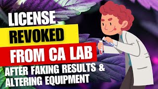 California regulators revoke marijuana testing lab license for faking results [upl. by Cavan653]