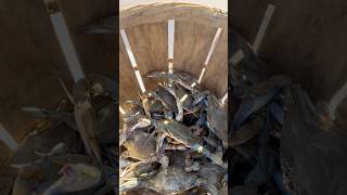 crabbing marylandbluecrab centerconsole trotline talbotcounty crabs [upl. by Notsew]