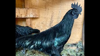 Ayam Cemani chickens  our first trio [upl. by Esiole]