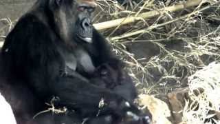 Gorilla breast‐feed a babyBaby is 6 weeks oldゴリラの授乳。 [upl. by Galitea]