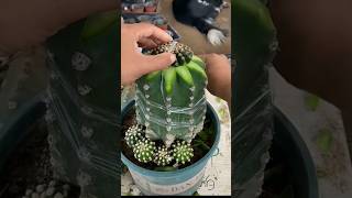 Cactus 🌵 grafting skills shorts viral [upl. by Mildrid880]