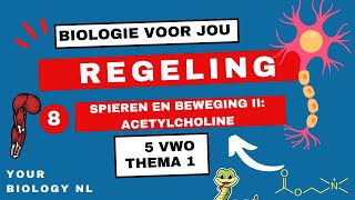 5 vwo  Regeling  8  Spieren en beweging II Acetylcholine [upl. by Ahsito]