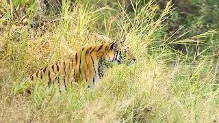 Bandhavgarh National Park [upl. by Odraude]