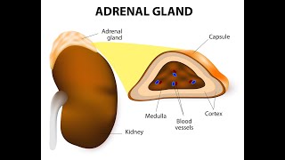 PHEOCHROMOCYTOMA ADDISON’S amp CUSHING [upl. by Keffer463]