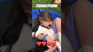 Câlin sunshine farniente vacance love babydog shortsvideo lelevagedoxyne bordercollie [upl. by Averat]