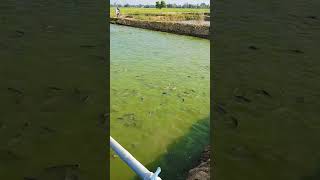 Fangas fish ko feeding fishing aquaculture farming nature fishfarming fish vlog [upl. by Basham]