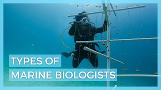 5 Types of Marine Biologists  Careers in Marine Biology [upl. by Hartill]