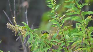 20241004 Palm Warbler Pleasant Valley Wildlife Sanctuary Lenox MA [upl. by Ahsaeit284]