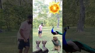 had gone to kill a peacock 🙏🙏 mor monkey bandar snake mahadev mahakal vfxnani shorts reels [upl. by Aretina750]