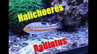 Halichoeres Radiatus  GelbstreifenLippfisch  Puddingwife wrasse [upl. by Aivil629]