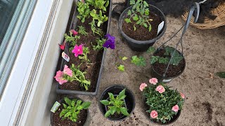 Rescuing Plants From Garden Center amp Giving a Proper Home 🏡 [upl. by Wattenberg]