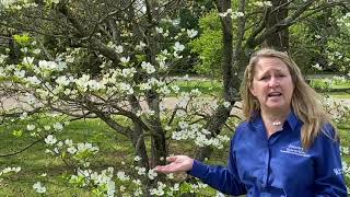 Tree of the Week Flowering dogwood [upl. by Lebisor]